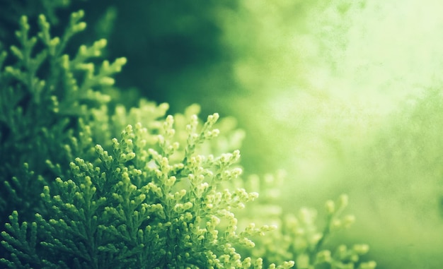 Closeup shot of chinese thuja leaves on blurred background