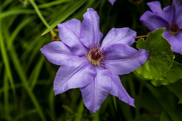 A closeup shot of a Clematis Cezanne violet flower in a blooming garden on a blurred background