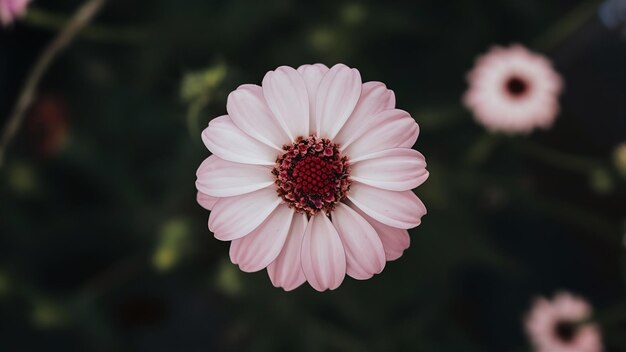 Closeup shot of a cute flower on a blurred background