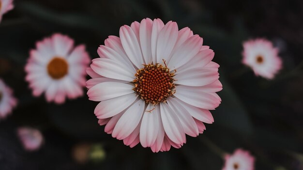 Closeup shot of a cute flower on a blurred background