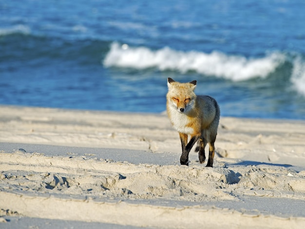 Closeup shot of the cute fox walking in a seashore towards the camera