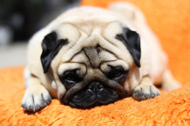 Closeup shot of a cute Pug lying on an orange blanket and relaxing