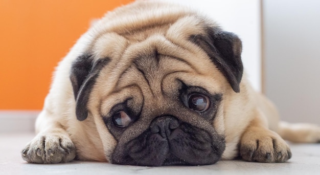 Closeup shot of a cute Pug lying and relaxing