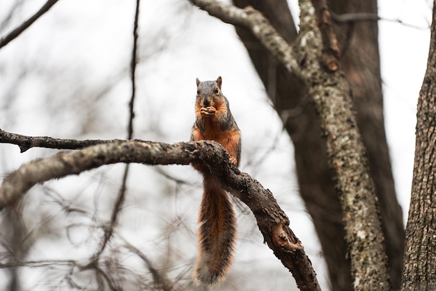 Closeup shot of a cute squirrel in a forest