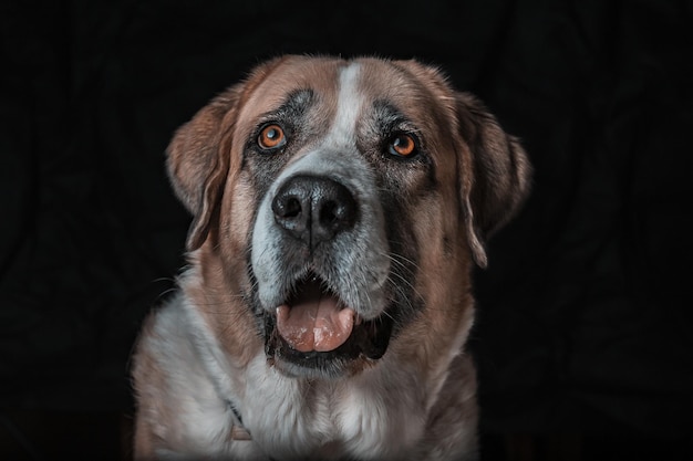 Closeup shot of a cute St. Bernard dog with a black background