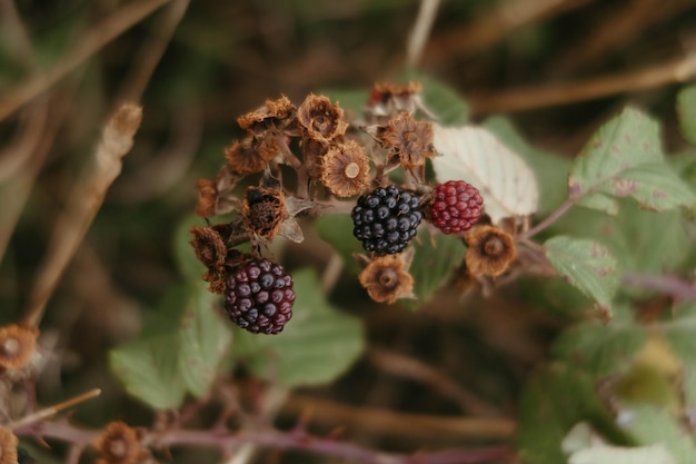 Closeup shot of a dry blackberry bush branch with growing berries