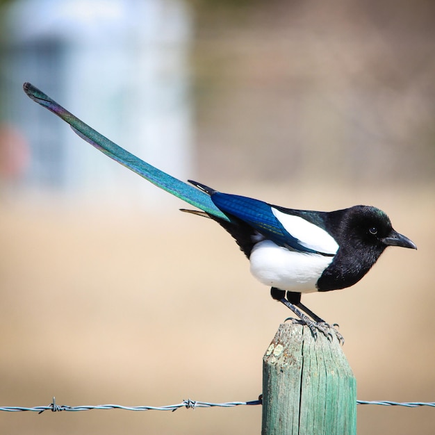 Closeup shot of a Eurasian magpie