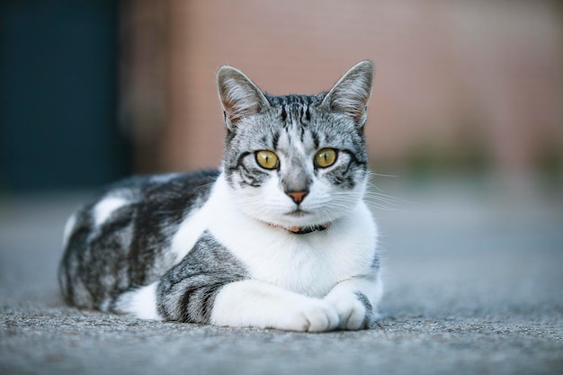 Closeup shot of a European shorthair common cat on a blurred background