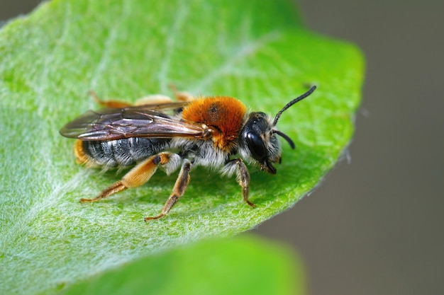 Closeup shot of a female Orange tailed mining bee, Andrena haemorrhoa on a leaf of goat willow