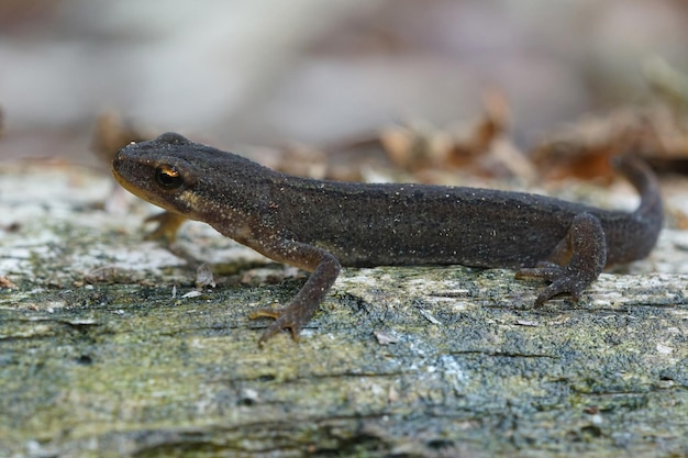 Closeup shot of a female smooth newt, Lissotriton Vulgaris in the garden