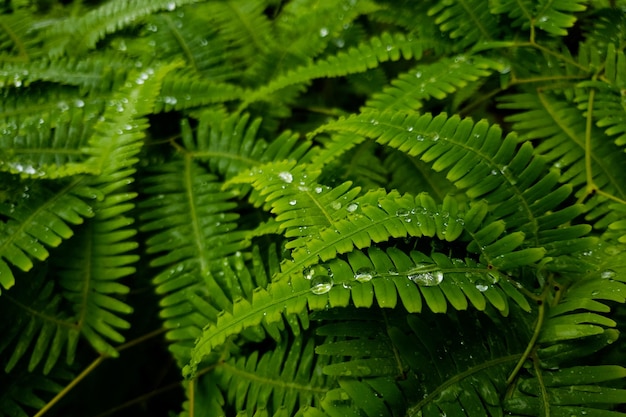 Closeup shot of fern leaves with water droplets on them