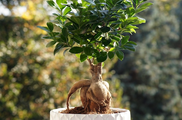 Closeup shot of a ficus microcarpa plant