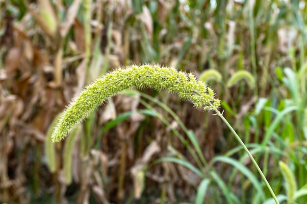 A closeup shot of foxtail millet plants Setaria italica crops in the fields in autumn seedhead of foxtail millet