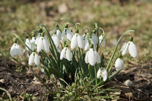 Closeup shot of fresh early snowdrops or common snowdrops Galanthus nivalis