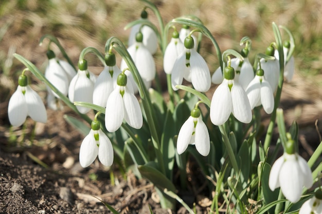 Closeup shot of fresh early snowdrops or common snowdrops Galanthus nivalis