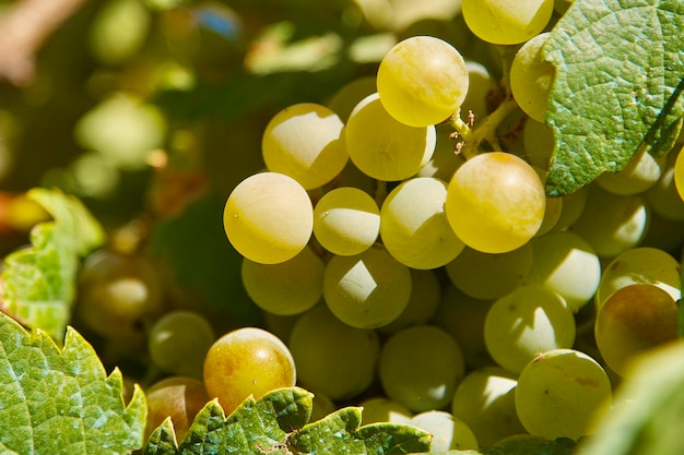 Closeup shot of the fresh grapes and leaves in the sunlight