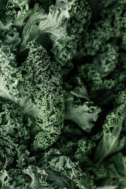 Closeup shot of fresh green curly kale leaves