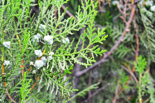 A closeup shot of fresh green leaves during the daytime in garden