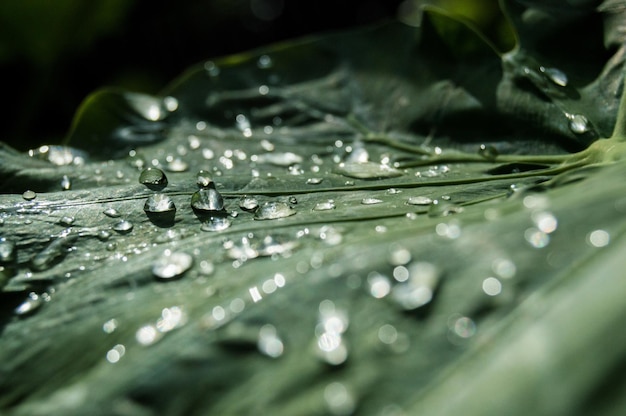 Closeup shot of the fresh green leaves with water drops