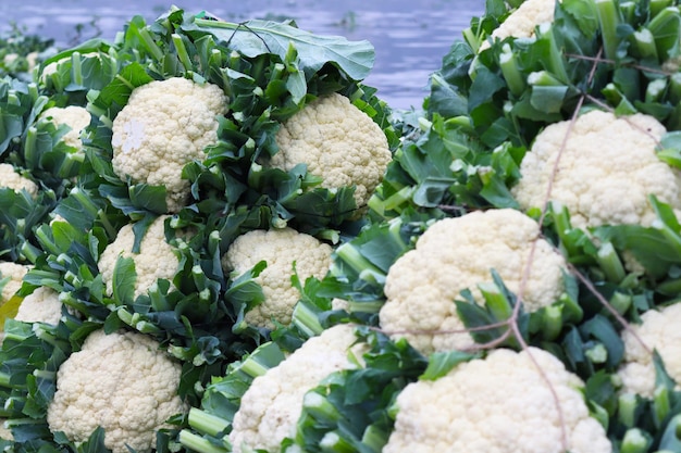 Closeup shot of fresh and raw cauliflower stock on the boat for sell