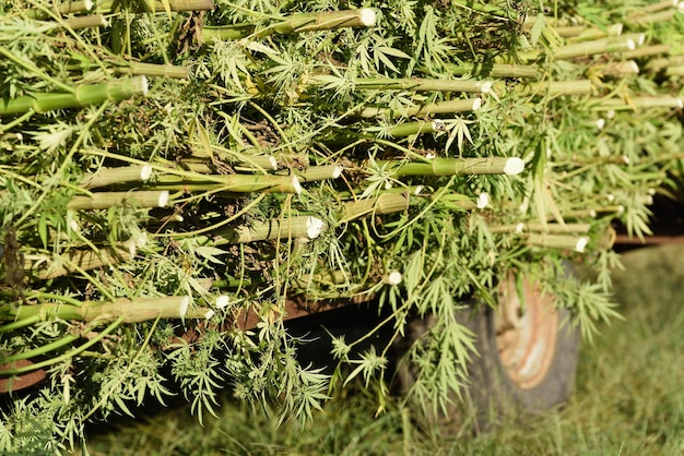 Closeup shot of freshly cut cannabis plants in sustainable agricultural production