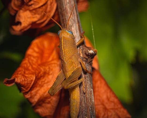 Closeup shot of a Grasshopper on the tree twig with dry red leaves in autumn