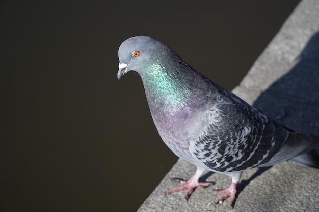 Closeup shot of a gray pigeon on a stone surface