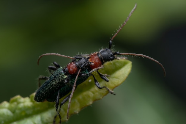 Closeup shot of green beetle copulating on a green leaf