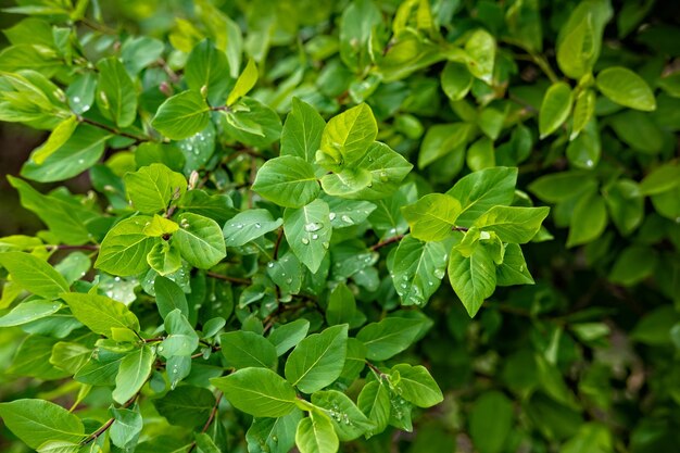 Closeup shot of green bush after rain