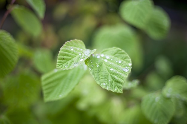 Closeup shot of a green Kratom plant grown in the field