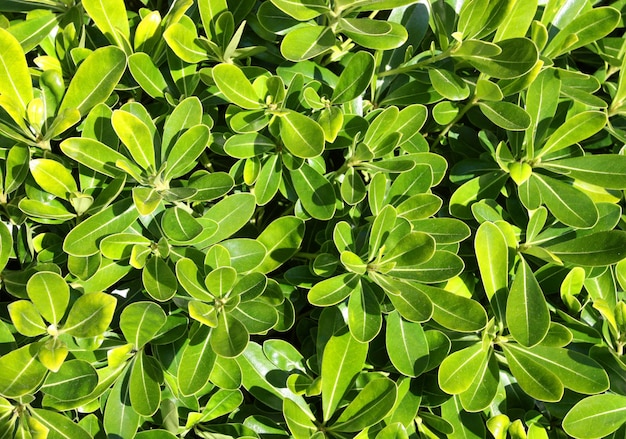 Closeup shot of green leaf texture