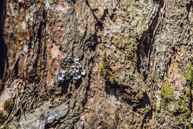 Closeup shot Green lichen growing on bark coniferous tree in wild forest Symbiosis Beauty power in nature Texture light and dark brown colour abstract design background More collection in stock