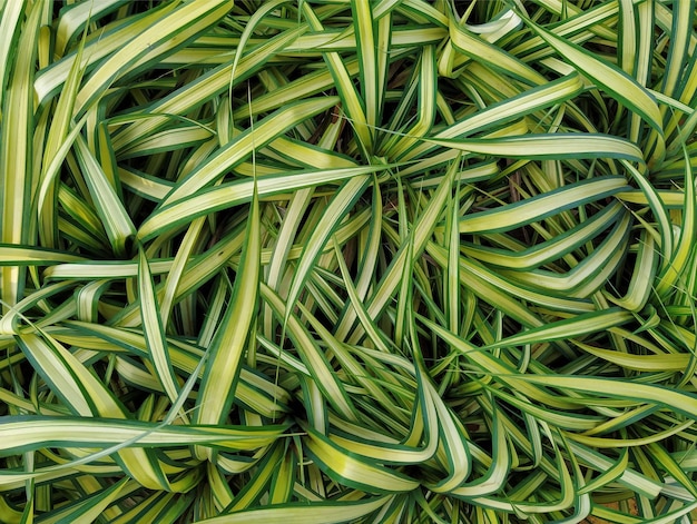 Closeup shot of green Ophiopogon jaburan plant