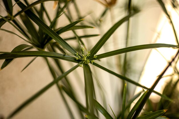 Closeup shot of the green plant of Cyperus alternifolius on a blurred background