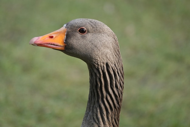 Closeup shot of a greylag goose