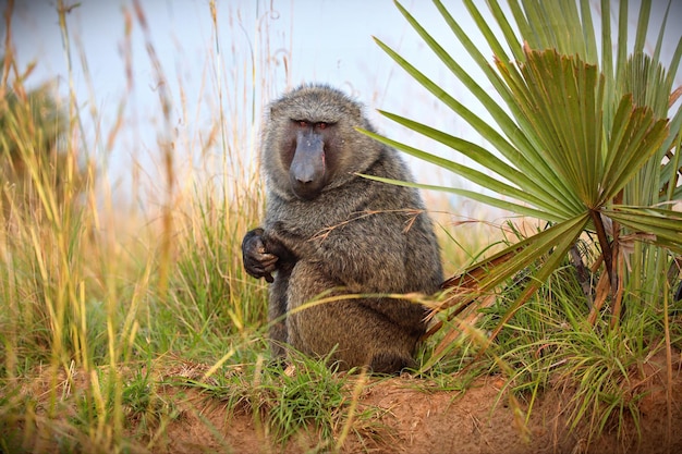 Closeup shot of a guinea baboon on a field in Uganda