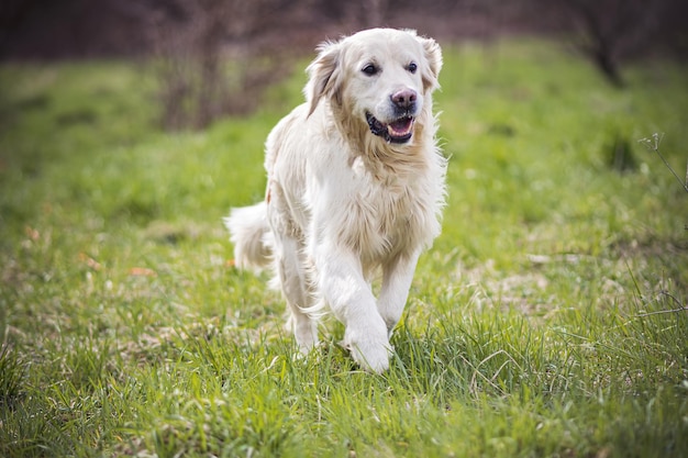 Closeup shot of a happy Golden Retriever in a meadow