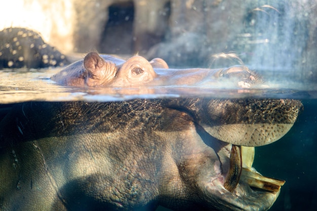 Closeup shot of a hippo under the water at the Cincinnati zoo