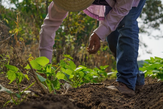 Closeup shot of a Hispanic farmer growing vegetables on his plantation in Mexico