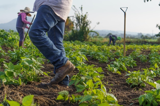 Closeup shot of a Hispanic farmer working on his plantation in Mexico