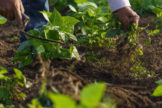 A closeup shot of a Hispanic farmer working on his plantation in Mexico