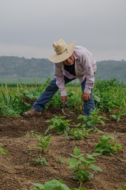 Closeup shot of Hispanic male farming on the plantation with growing plants in Mexico