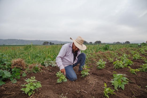 A closeup shot of Hispanic male farming on the plantation with growing plants in Mexico