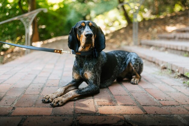 Closeup shot of a hound dog