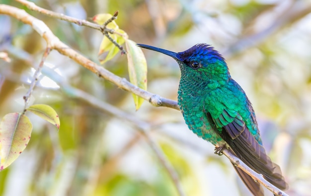 Closeup shot of a Hummingbird on a tree branch