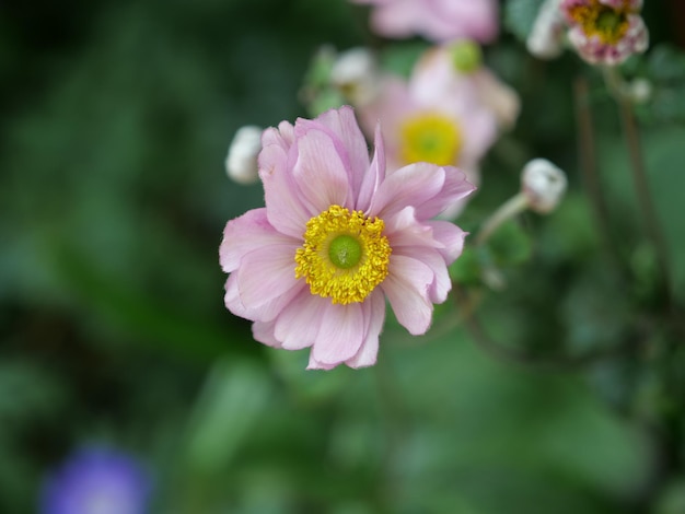 Closeup shot of a Japanese anemone growing in a garden