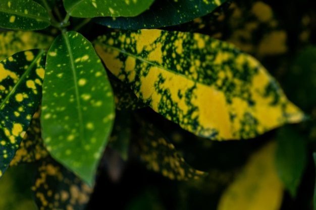 Closeup shot of Japanese laurel 'Variegata' (Aucuba japonica)