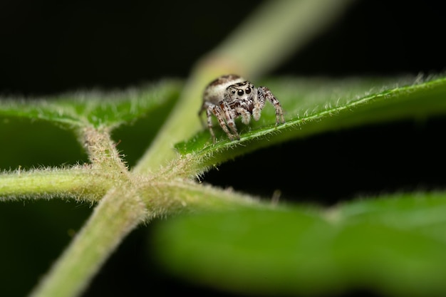 Closeup shot of Jumping spider with big eyes standing on a green plant