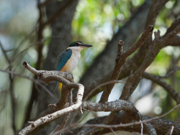 Closeup shot of a kingfisher bird sits on a beautiful old branch