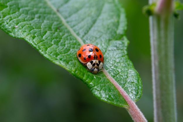 Closeup shot of a ladybug sitting on a leaf